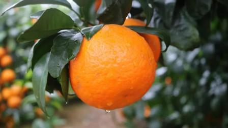 柑橘产品标准化与销售