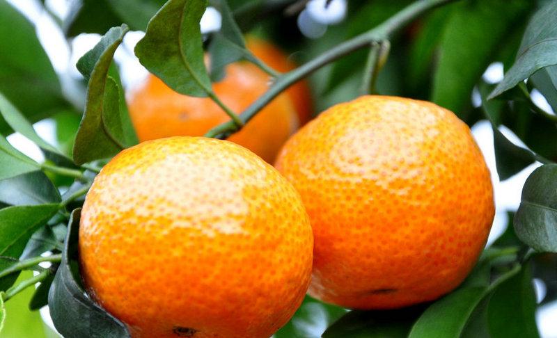 万万没想到,象山柑橘产量增加销售却遭打击!