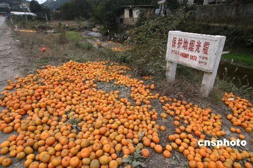 张家界柑橘滞销被弃路边任腐烂(组图)